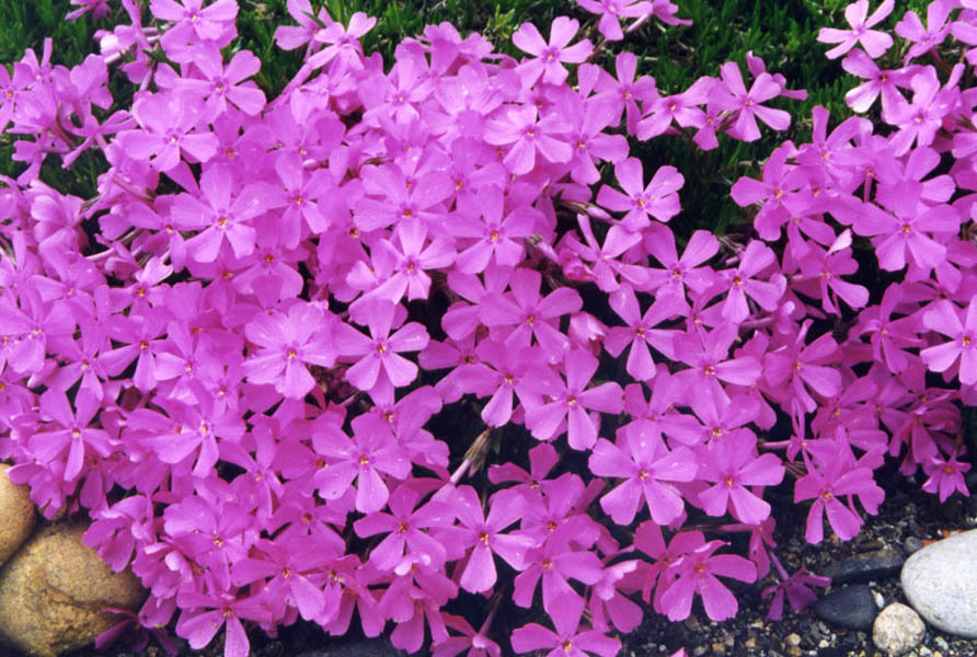 Phlox sibirica var borealis photo
